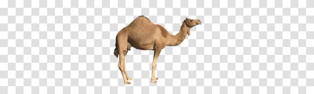 Camel Free Images, Mammal, Animal Transparent Png