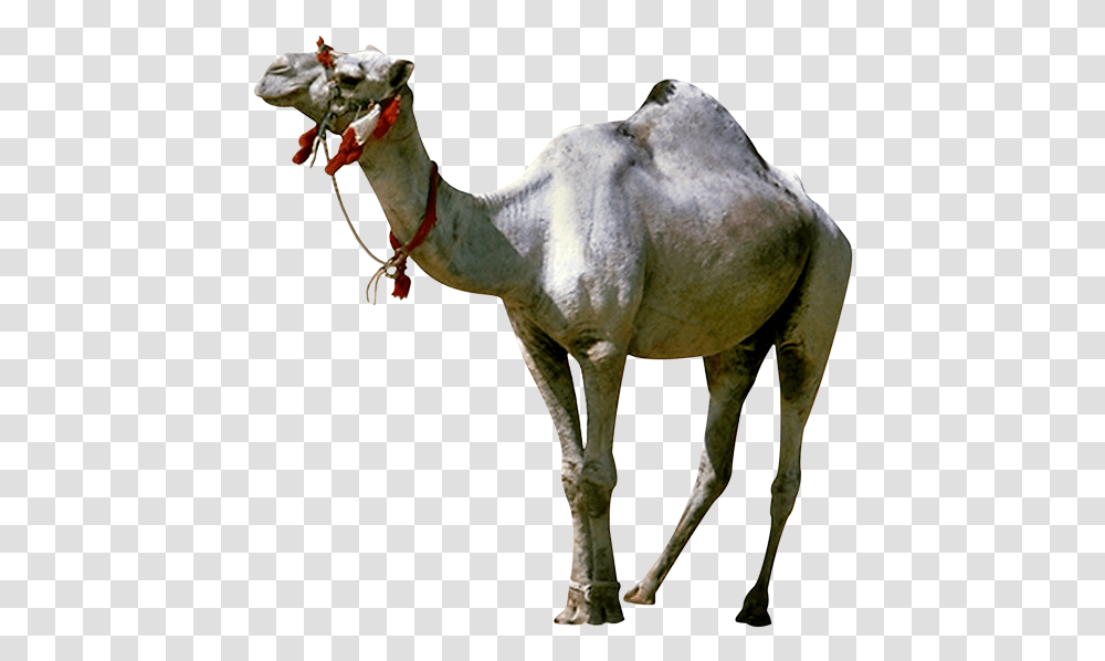 Camel Gif Animated Film Giphy Camel Gif, Mammal, Animal, Horse, Antelope Transparent Png