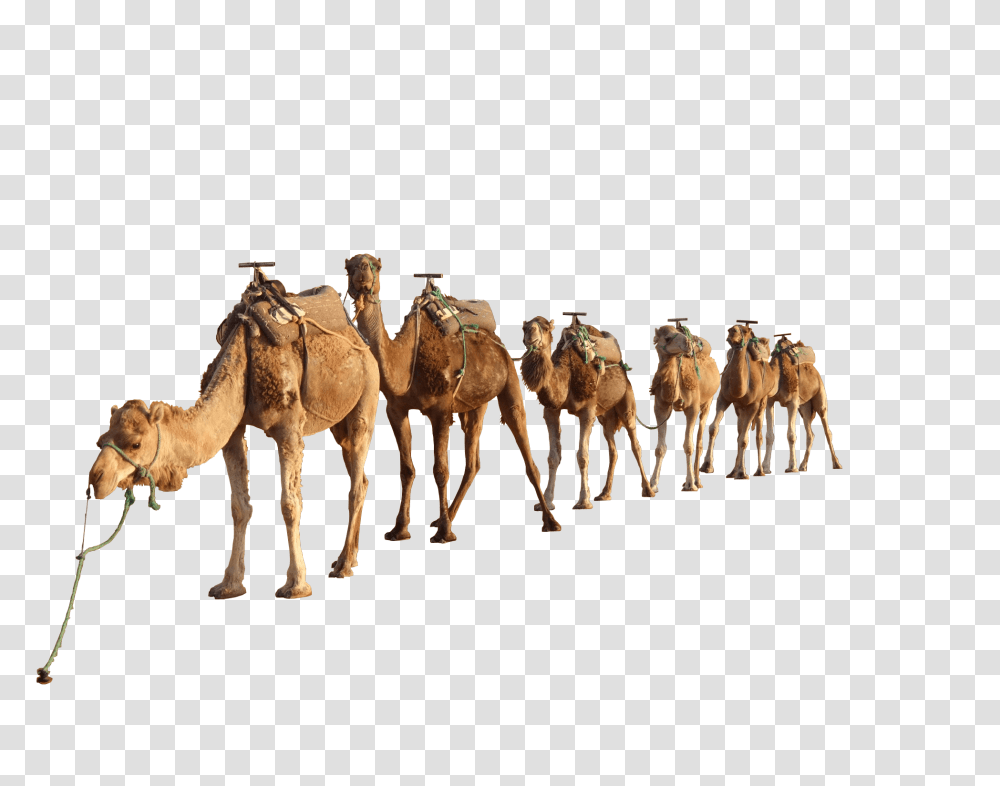 Camel Group, Mammal, Animal, Horse Transparent Png