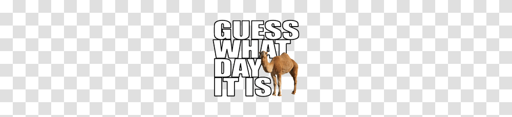 Camel Guess What Day It Is Clip Art, Mammal, Animal, Flyer, Poster Transparent Png