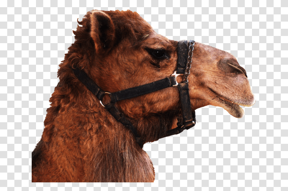 Camel Head No Background, Dog, Pet, Canine, Animal Transparent Png