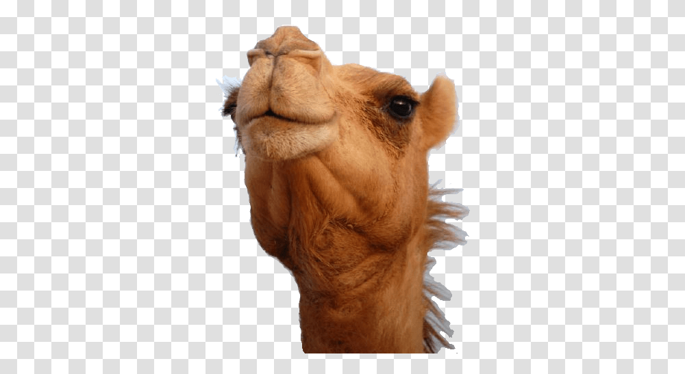 Camel Head Stickpng, Mammal, Animal, Lion, Wildlife Transparent Png