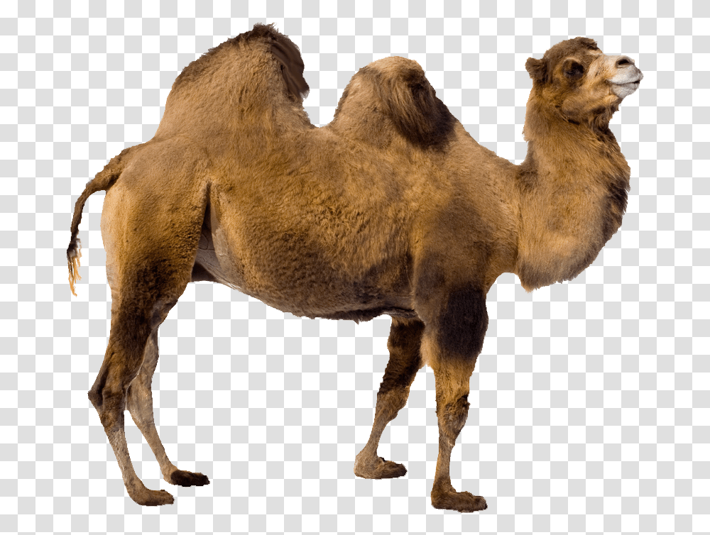 Camel Image Animal Camel Background, Mammal, Horse, Antelope, Wildlife Transparent Png
