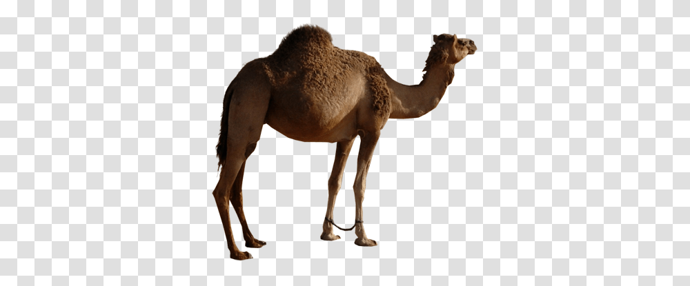 Camel Image Free Camel Pictures, Mammal, Animal, Horse Transparent Png