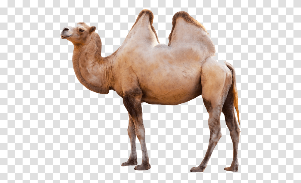 Camel Image In Standing Position, Mammal, Animal, Horse, Antelope Transparent Png