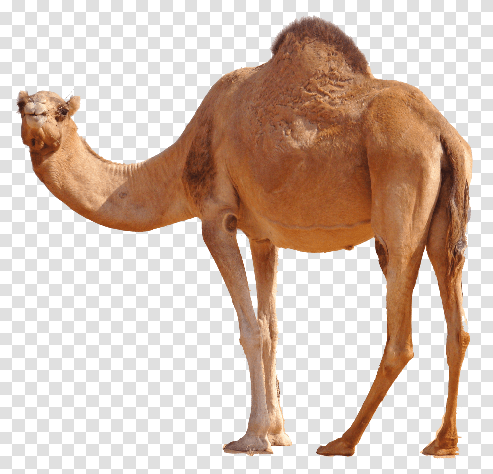 Camel Images Camel, Mammal, Animal, Horse, Antelope Transparent Png
