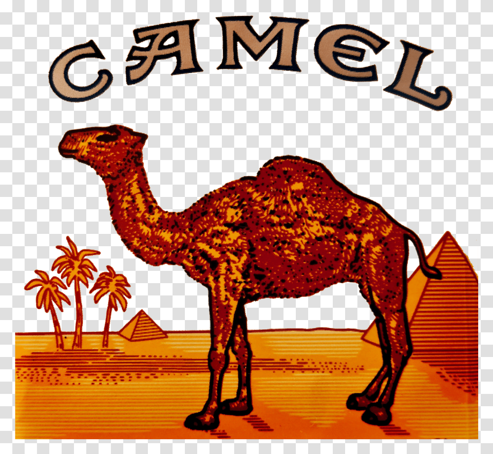 Camel Logo Clipart Camel Cigarette Logo Camel Cigarette Pack, Mammal, Animal, Dinosaur, Reptile Transparent Png