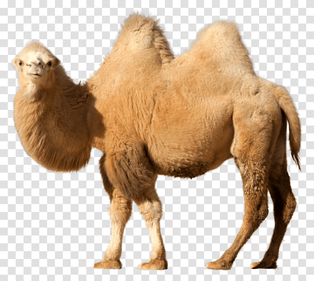 Camel Logo & Clipart Free Download Ywd Camel Animal, Mammal, Sheep Transparent Png