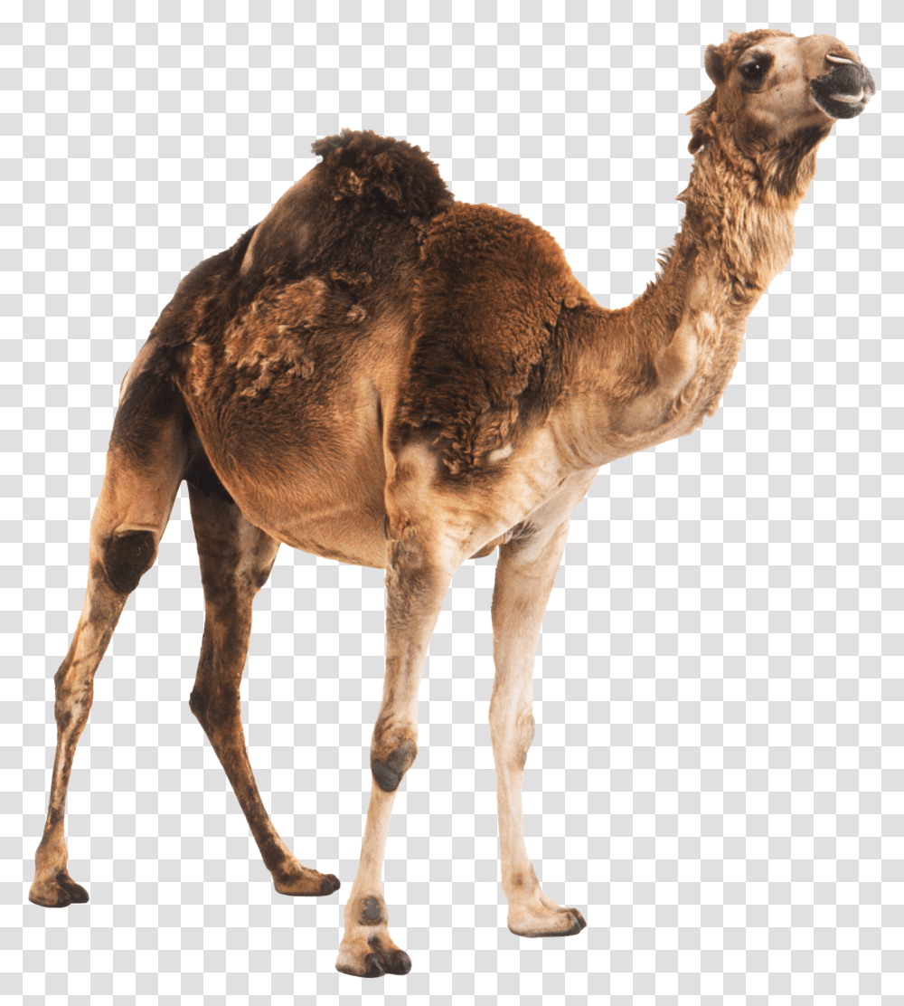 Camel, Mammal, Animal, Antelope Transparent Png
