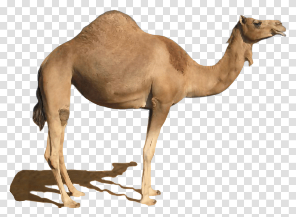 Camel, Mammal, Animal, Horse, Antelope Transparent Png