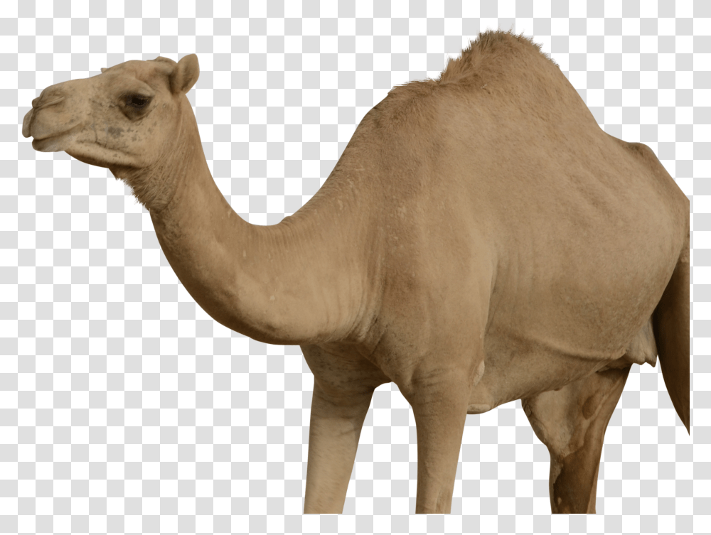 Camel, Mammal, Animal, Horse Transparent Png