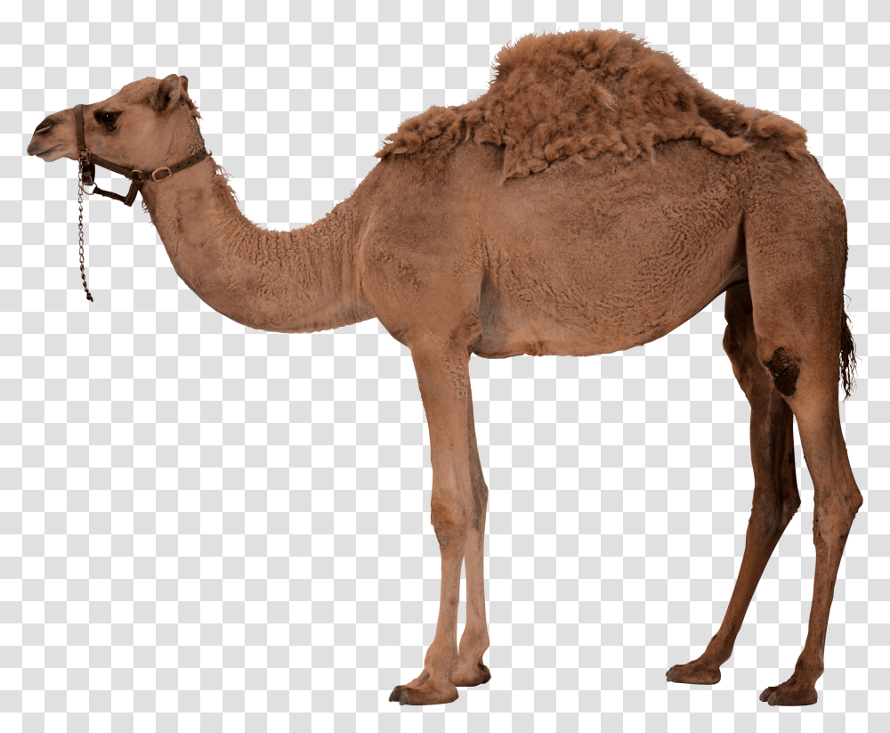 Camel, Mammal, Animal, Horse Transparent Png