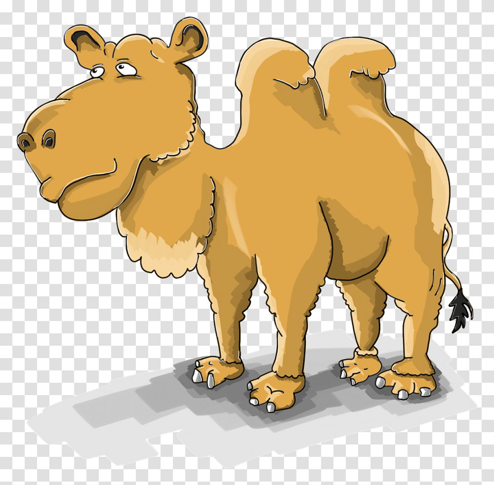 Camel, Mammal, Animal Transparent Png