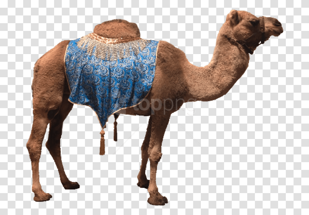 Camel, Mammal, Animal Transparent Png