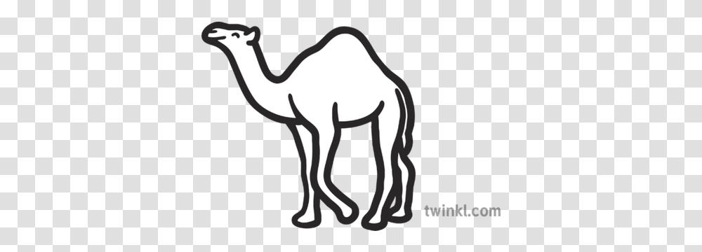 Camel Map Icon Desert Animal Mammal Hump Eyfs Black And Animal Figure Transparent Png
