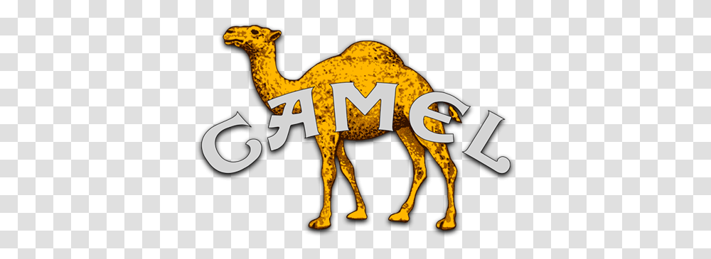 Camel Music Fanart Fanarttv Sharing, Mammal, Animal, Wildlife, Deer Transparent Png