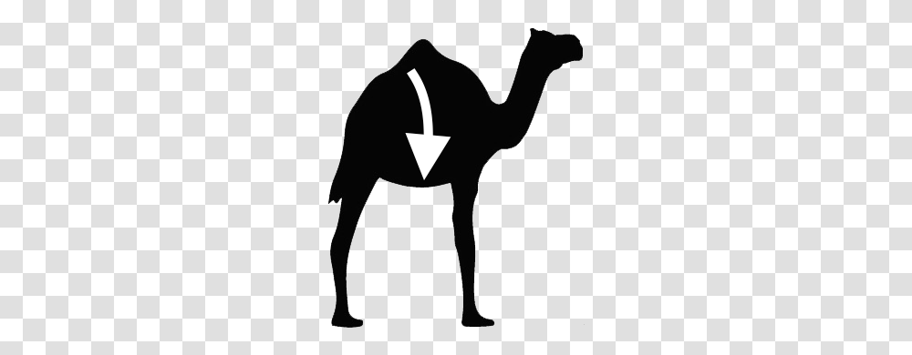 Camel News Archives, Stencil, Silhouette Transparent Png
