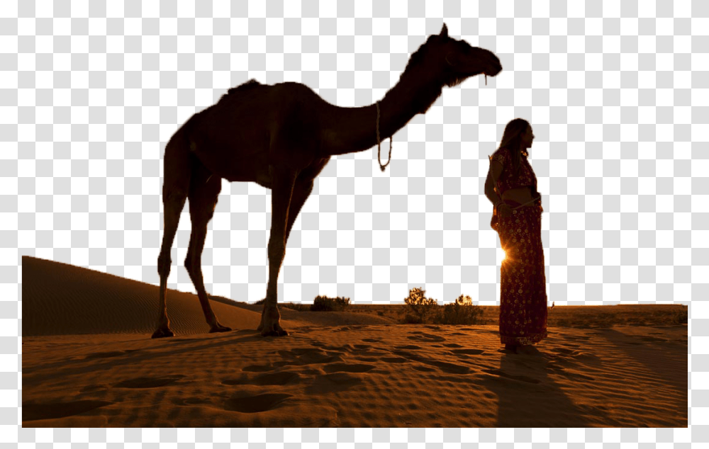 Camel, Person, Human, Horse, Mammal Transparent Png