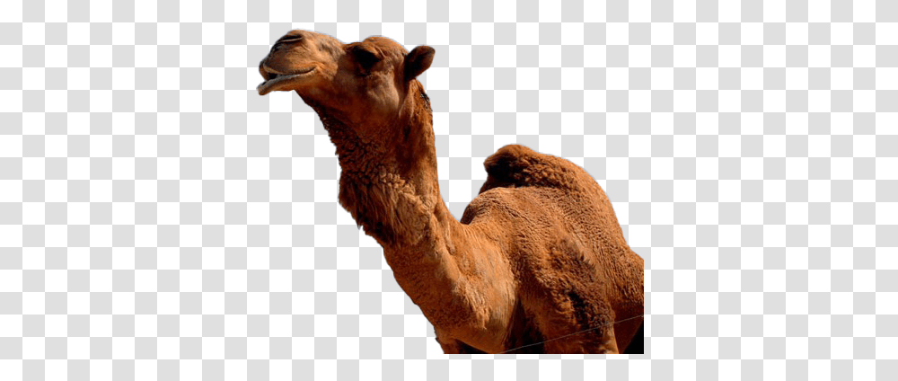 Camel Photo Image Camels, Mammal, Animal Transparent Png