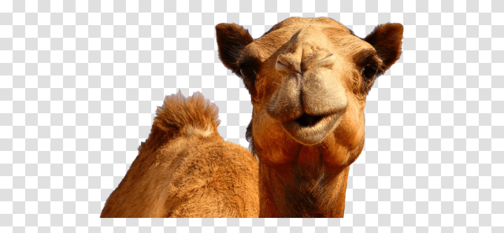 Camel Photos Hump Day Camel, Mammal, Animal Transparent Png
