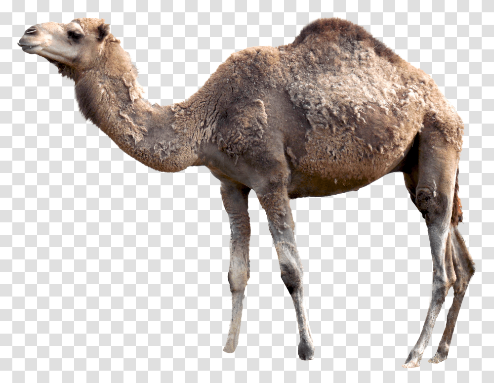 Camel Pictures Camel, Mammal, Animal, Antelope, Wildlife Transparent Png