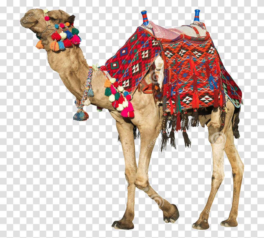 Camel Rajasthani Camels Saddle, Mammal, Animal, Horse Transparent Png