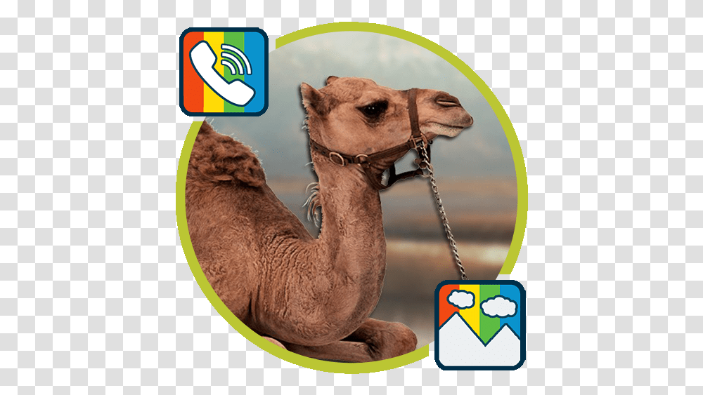 Camel Ringtones And Wallpapers U200c Google Play Ekranga Chiroyli Fonlar, Mammal, Animal, Dog, Pet Transparent Png