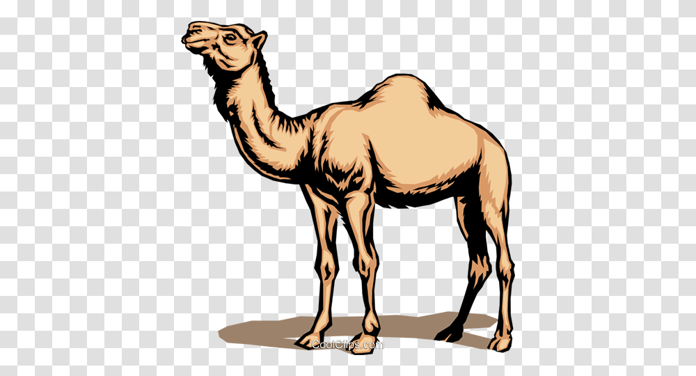 Camel Royalty Free Vector Clip Art Illustration, Mammal, Animal, Horse, Zebra Transparent Png