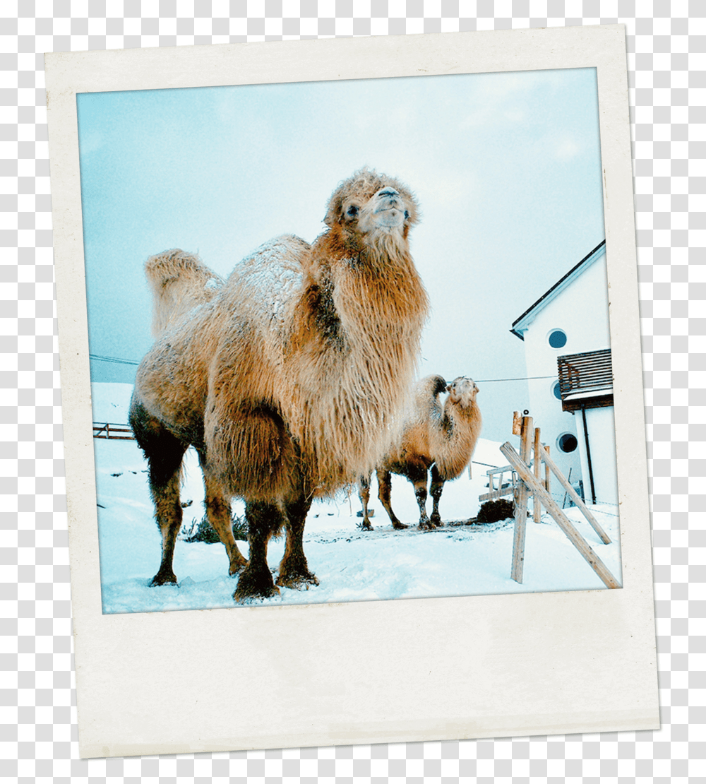 Camel, Sheep, Mammal, Animal, Chicken Transparent Png