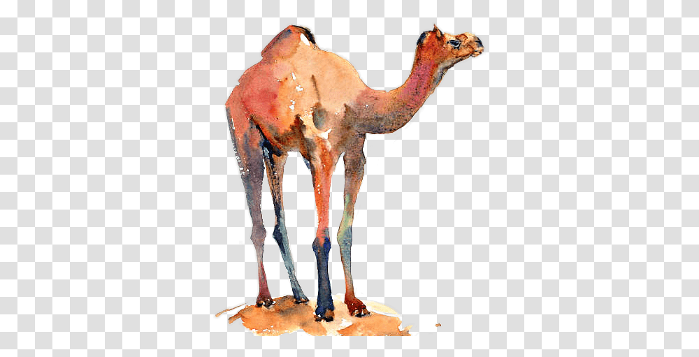 Camel Sticker By Animal Figure, Mammal, Giraffe, Wildlife, Antelope Transparent Png