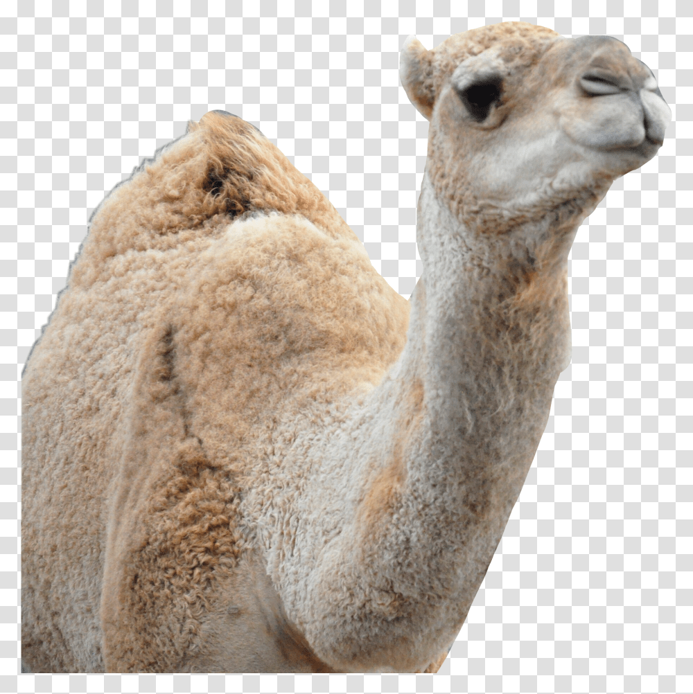 Camel Sticker By Dorothea756 Dromedary Transparent Png