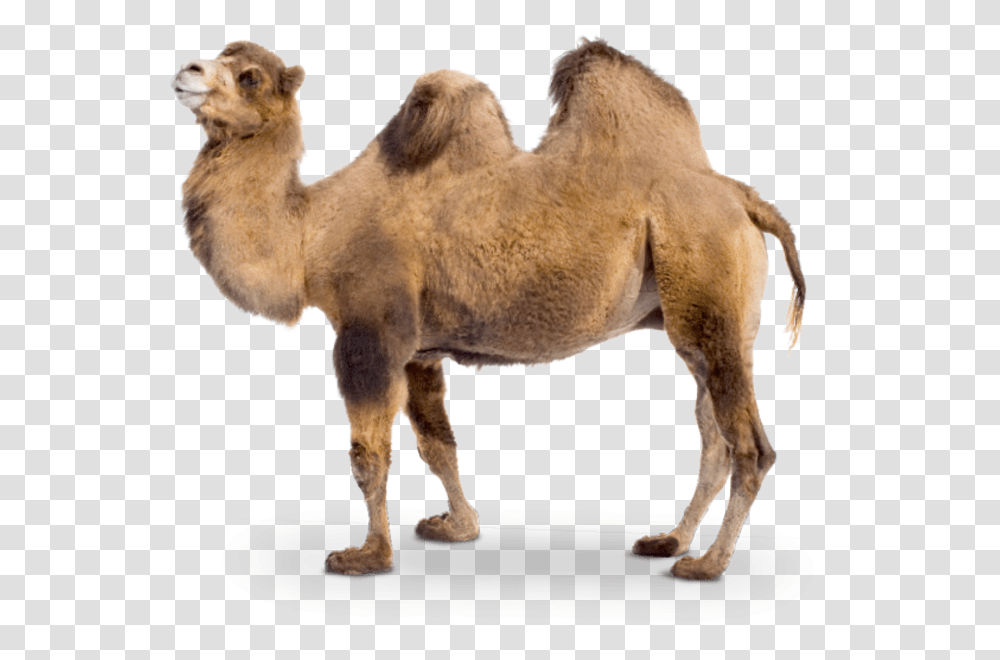Camel Two Camel, Lion, Wildlife, Mammal, Animal Transparent Png