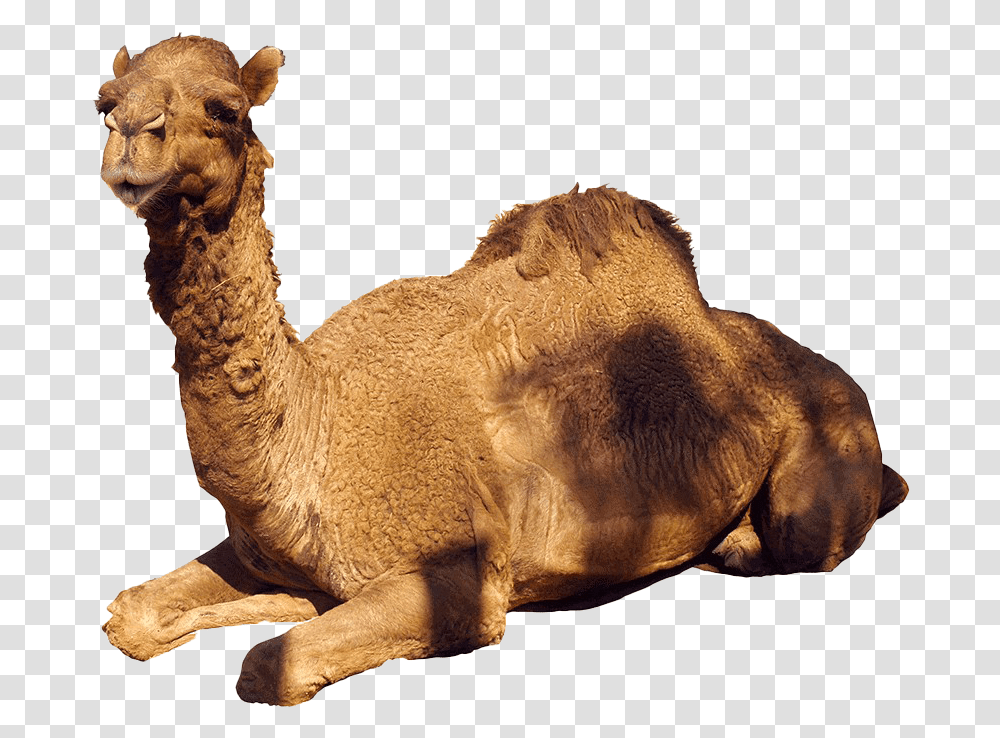 Camel White Back Ground, Lion, Wildlife, Mammal, Animal Transparent Png