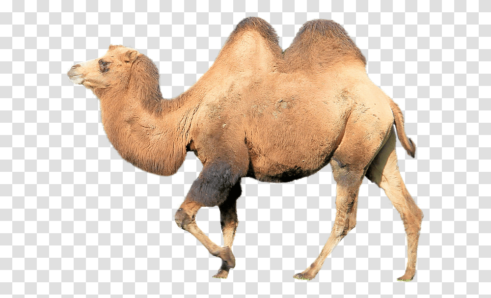 Camel Zoo Animal Puzzle Printable, Mammal, Horse, Sheep Transparent Png