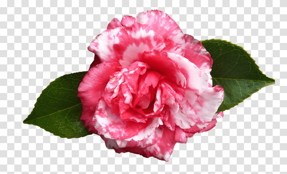 Camellia 960, Flower, Plant, Rose, Blossom Transparent Png