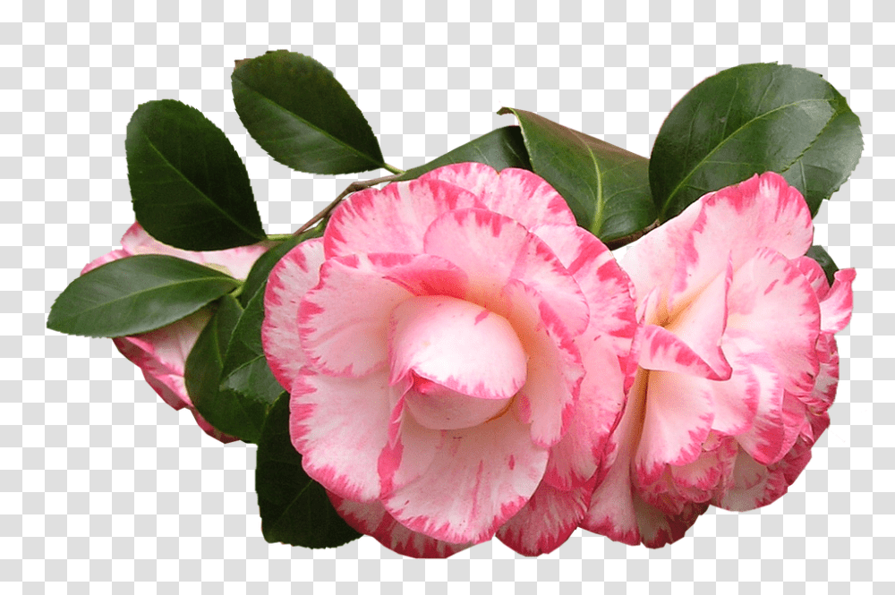 Camellia 960, Flower, Plant, Blossom, Rose Transparent Png