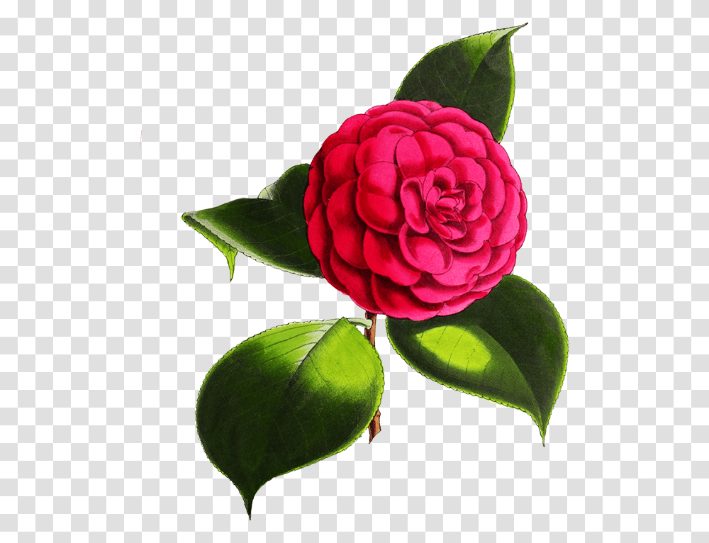 Camellia Flower Digital Flowers Background, Plant, Dahlia, Blossom, Rose Transparent Png