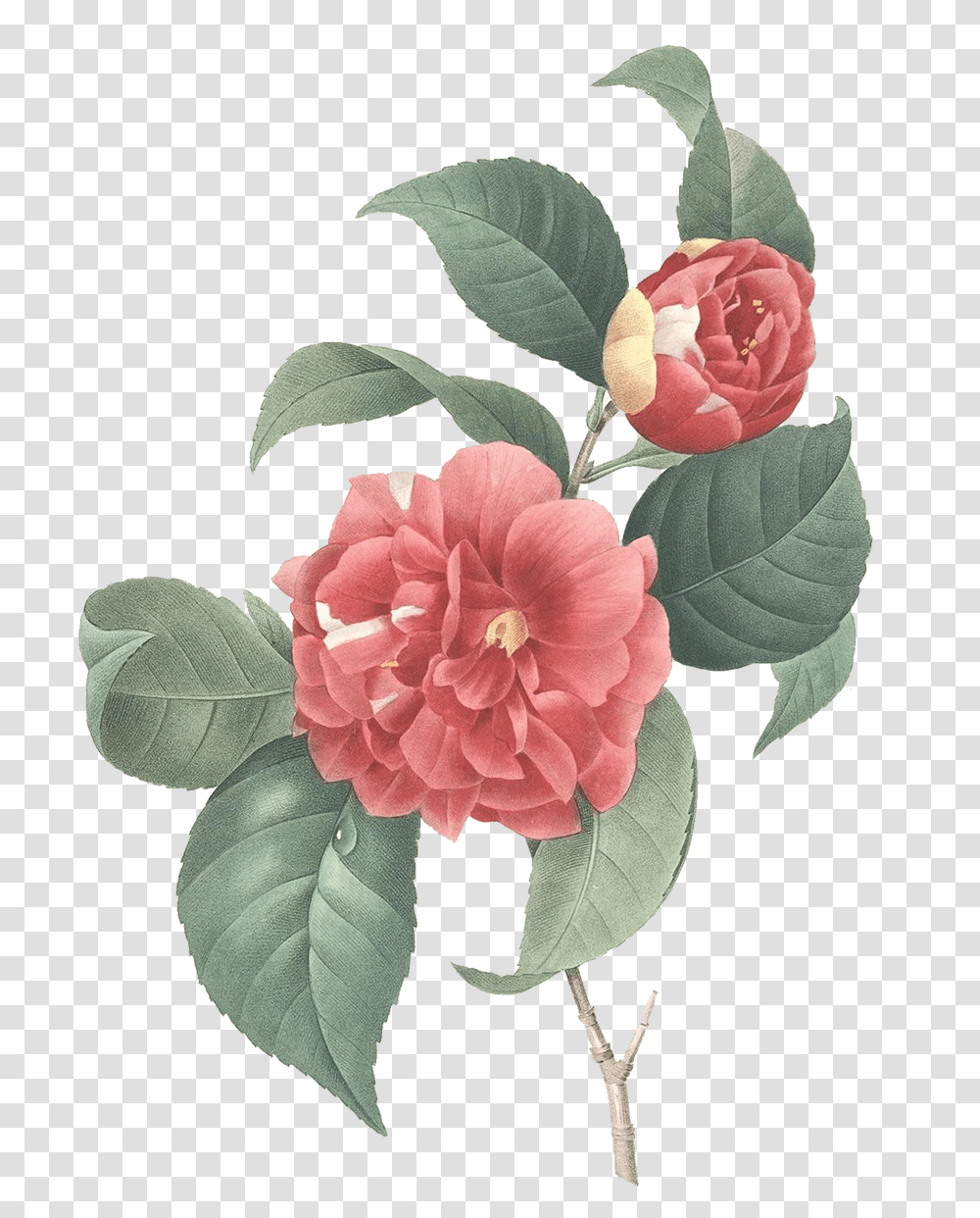 Camellia Japonica Illustration, Plant, Flower, Blossom, Leaf Transparent Png