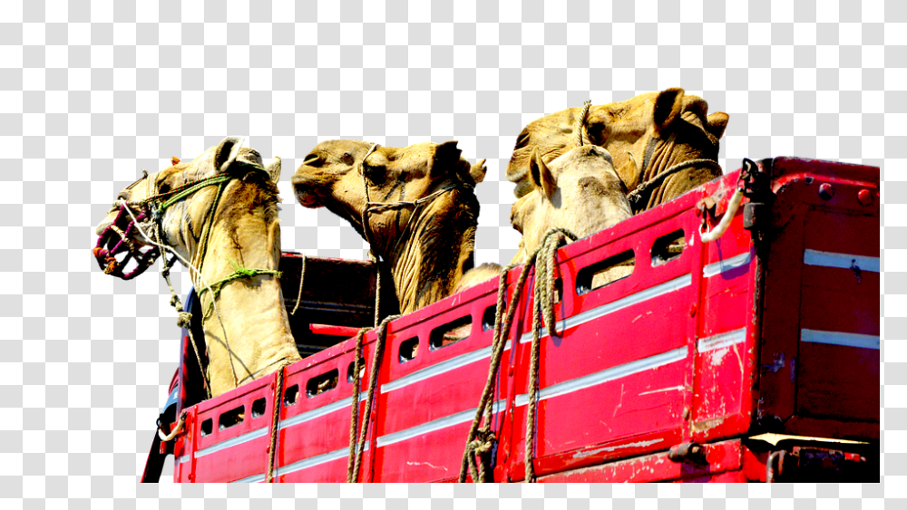 Camels 960, Transport, Mammal, Animal, Horse Transparent Png