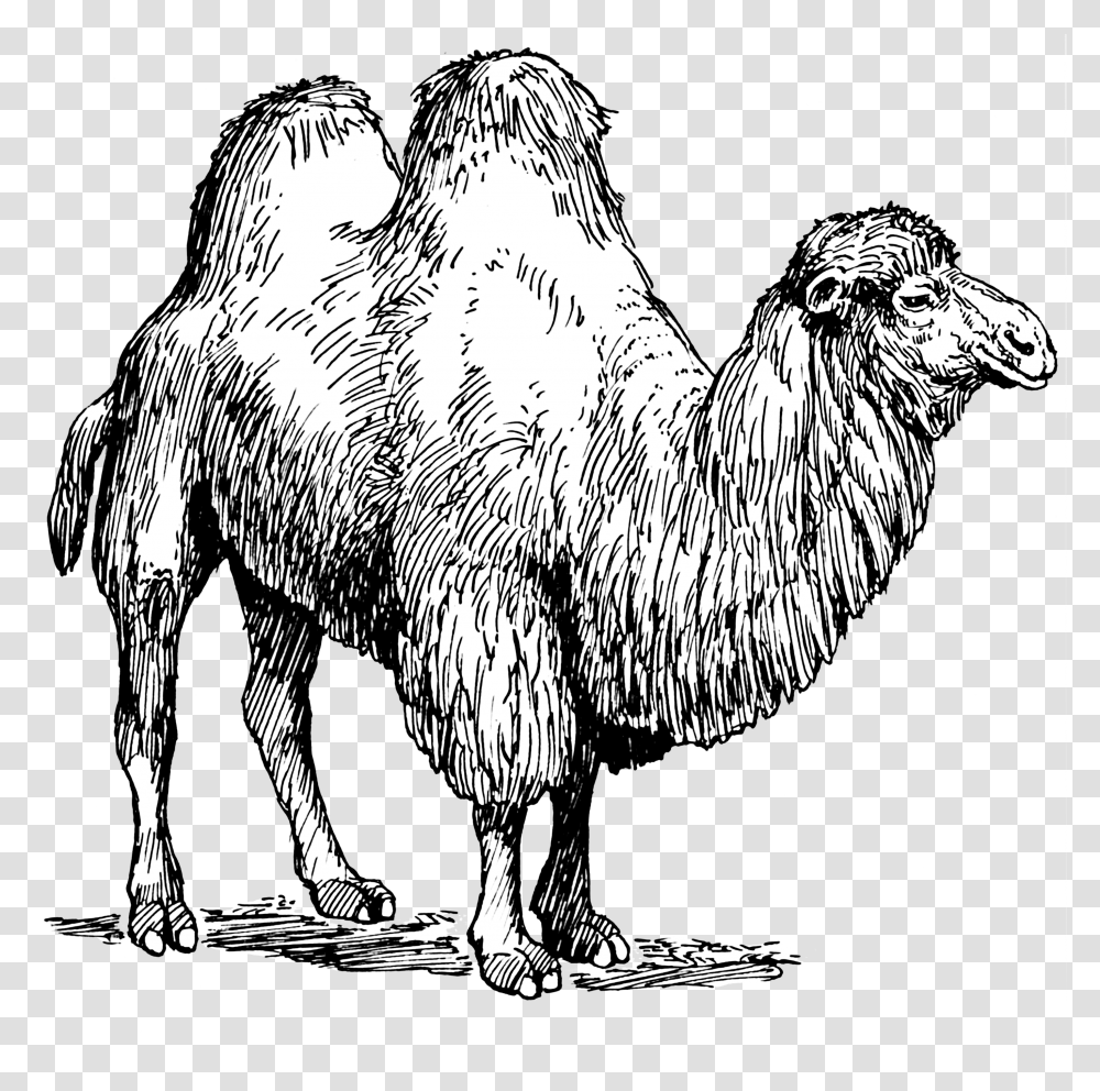 Camels Camel Types Of Animal Fibres, Mammal, Chicken, Poultry, Fowl Transparent Png