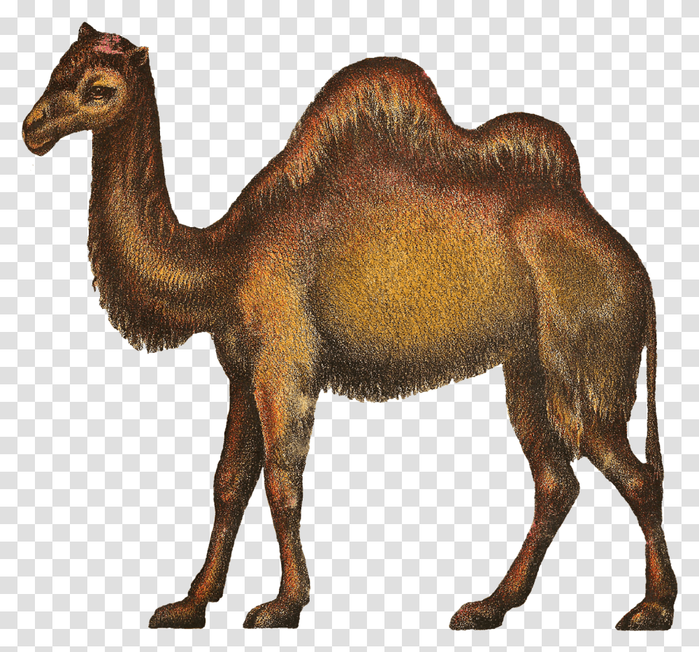Camels Clipart Kabubi Camel, Animal, Mammal, Antelope, Wildlife Transparent Png