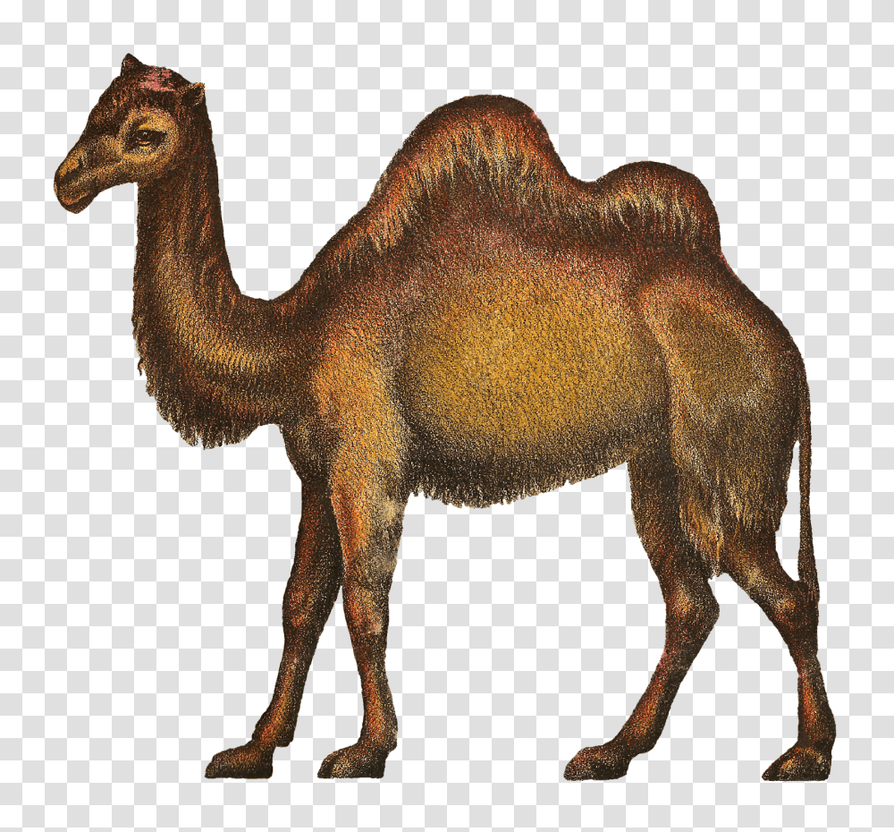 Camels Clipart Kabubi Camels, Mammal, Animal, Antelope, Wildlife Transparent Png