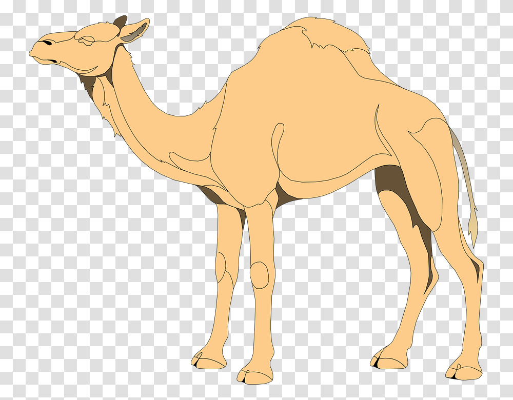 Camels Drawing Eye Huge Freebie Download For Powerpoint Camels Clip Art, Mammal, Animal, Elephant, Wildlife Transparent Png