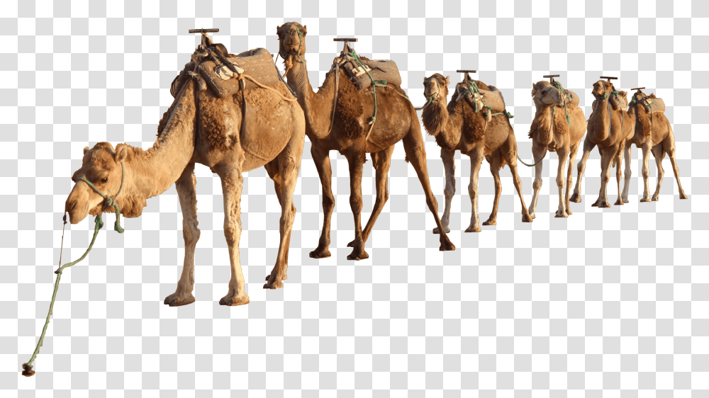 Camels In The Desert Camel, Mammal, Animal, Horse Transparent Png