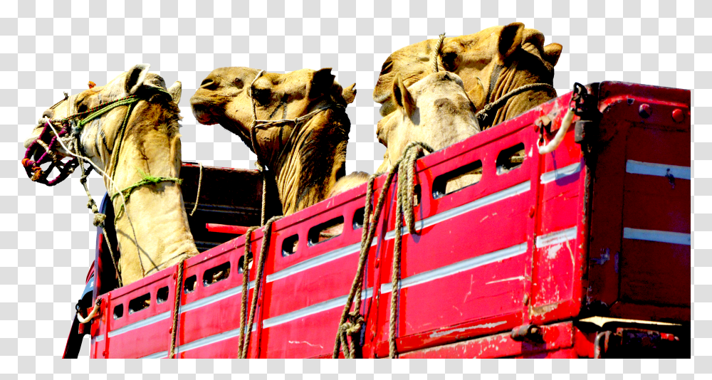 Camels Transparent Png