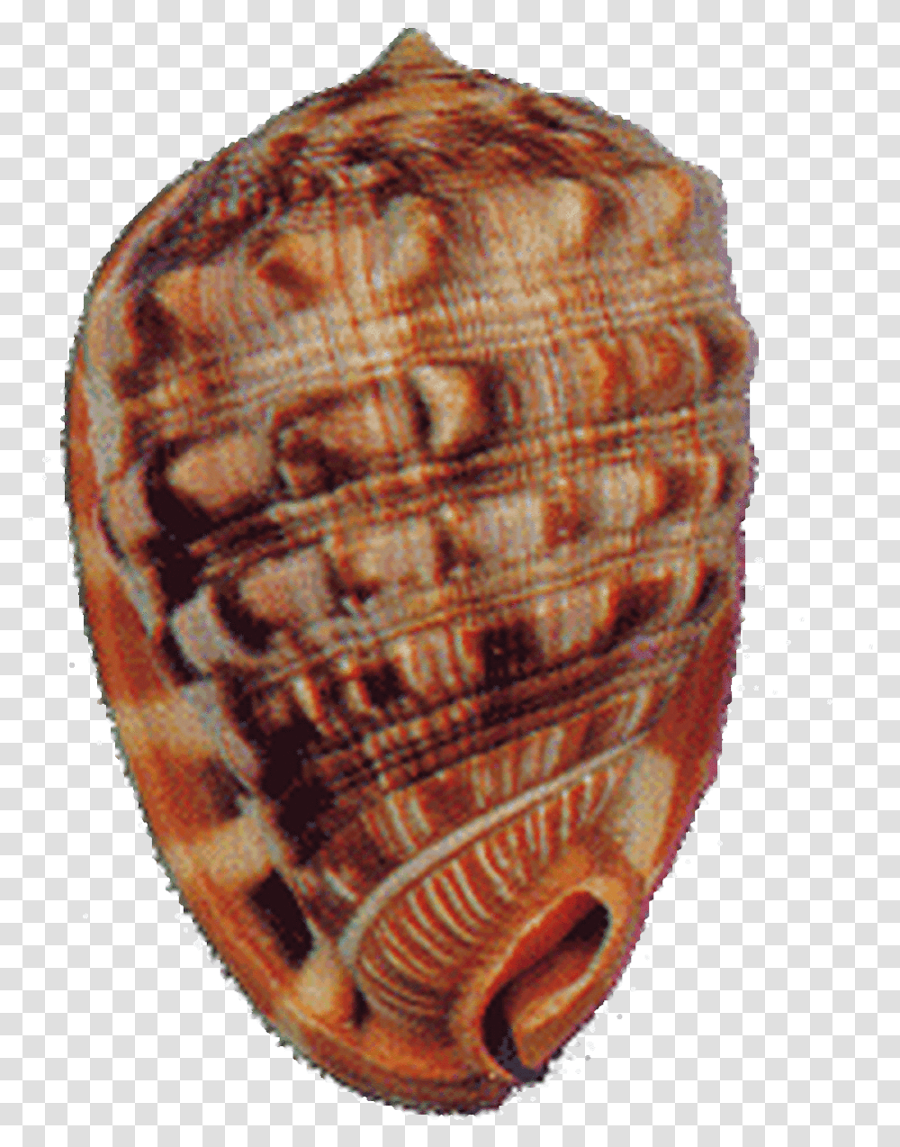 Cameo Seashell Conch, Sea Life, Animal, Invertebrate, Clam Transparent Png