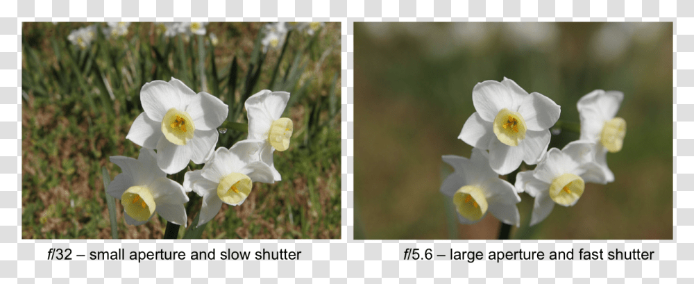 Camera Aperture, Plant, Flower, Blossom, Daffodil Transparent Png
