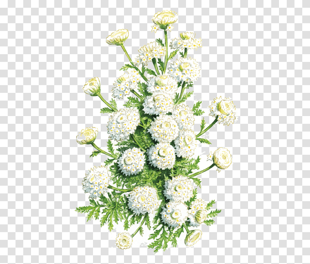 Camera Crespolina Apuana Bouquet, Plant, Floral Design Transparent Png