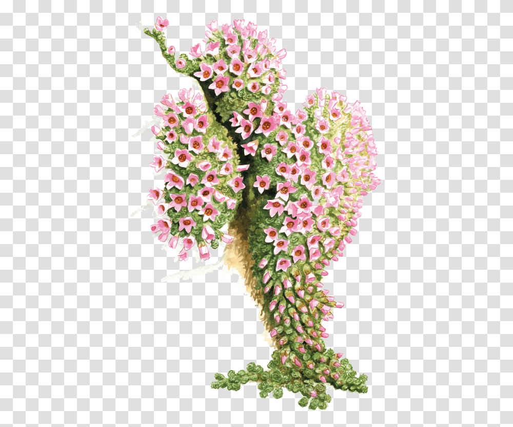 Camera Erba San Giuseppe Bouquet, Plant, Flower, Blossom, Geranium Transparent Png