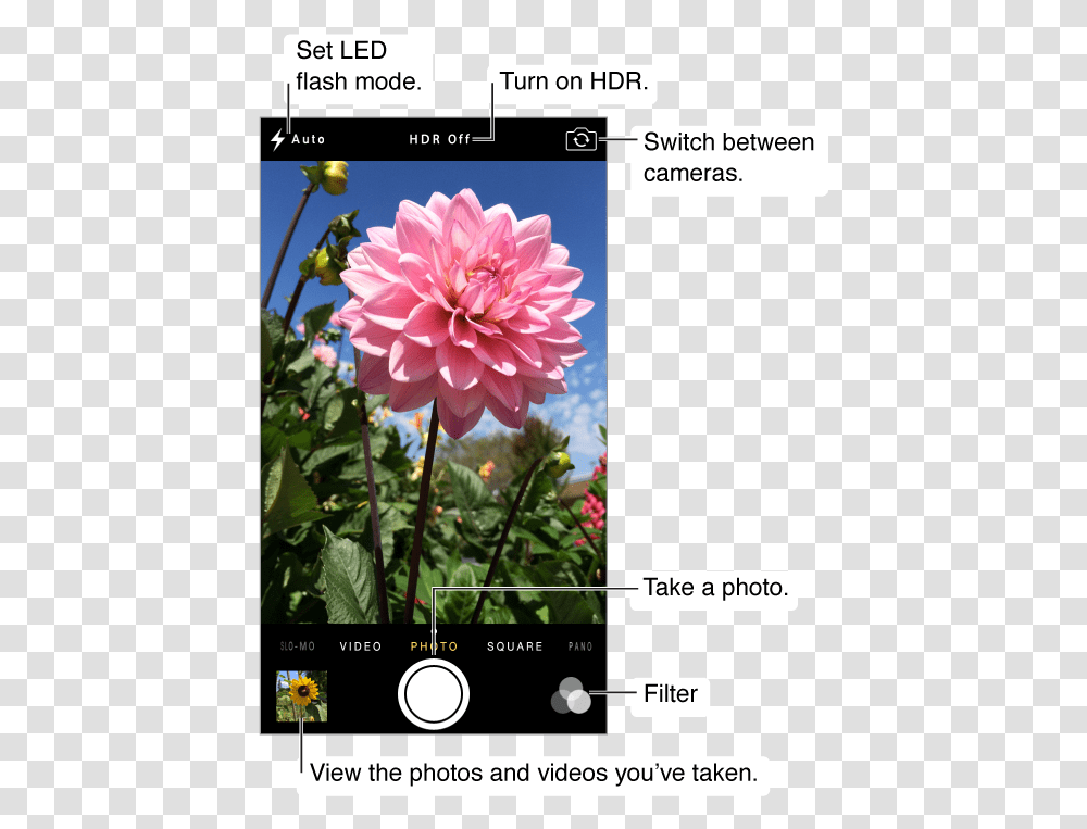 Camera In Photo Mode Iphone 5s Camera, Dahlia, Flower, Plant, Blossom Transparent Png